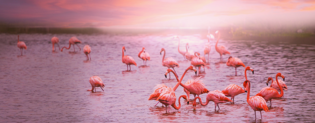 Flamingos standing in shallow water at sunset with a dreamy pink and purple sky; symbolizes the “Get Your Pink Back” theme of beauty, balance, and feminine renewal under the Pink Moon in Libra.