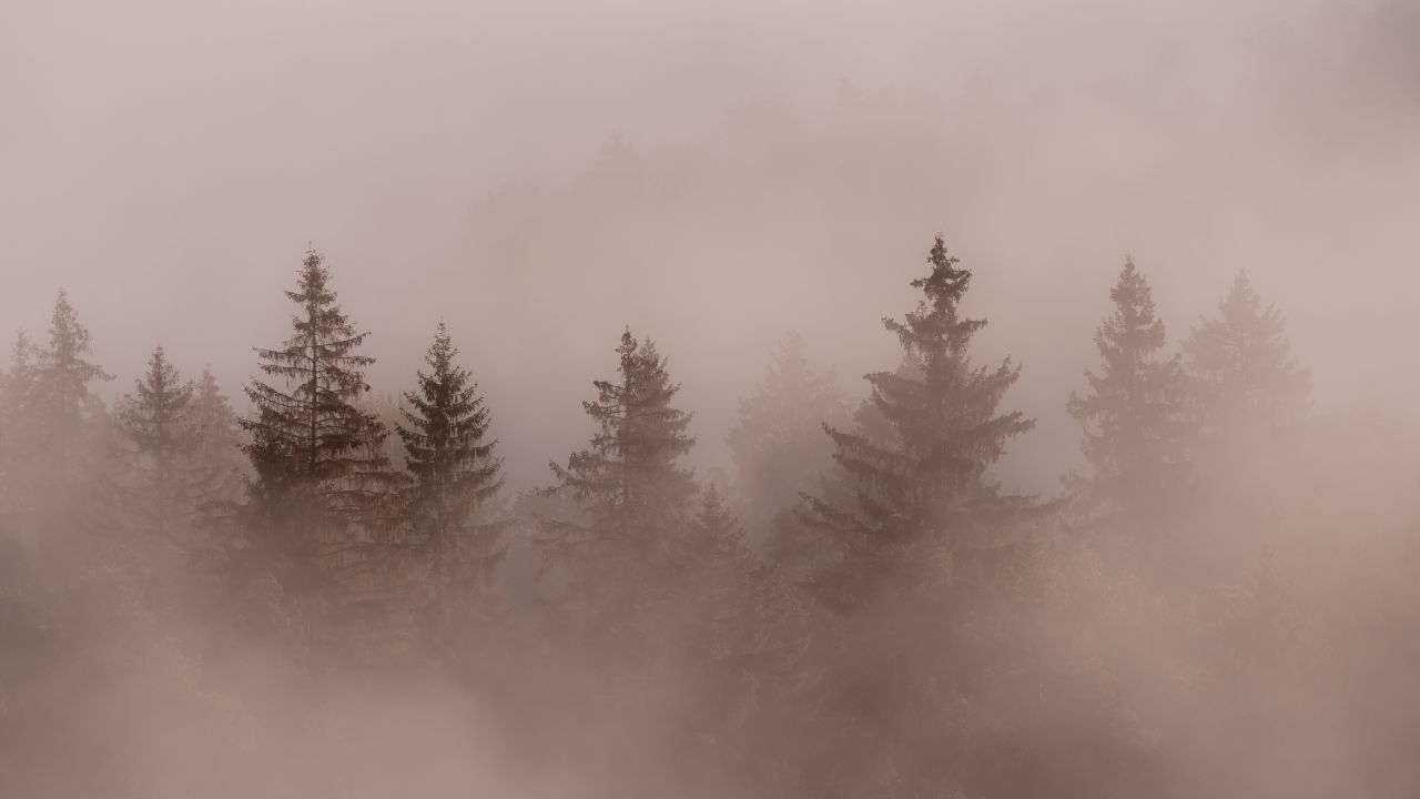 A misty forest path surrounded by bare trees, evoking mystery, introspection, and personal transformation during midlife.