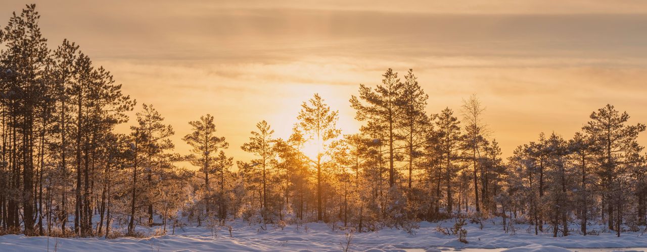 Sun rising behind a line of trees in a snowy winter landscape, symbolizing a Winter Solstice Release and new beginnings as the year comes to a close.